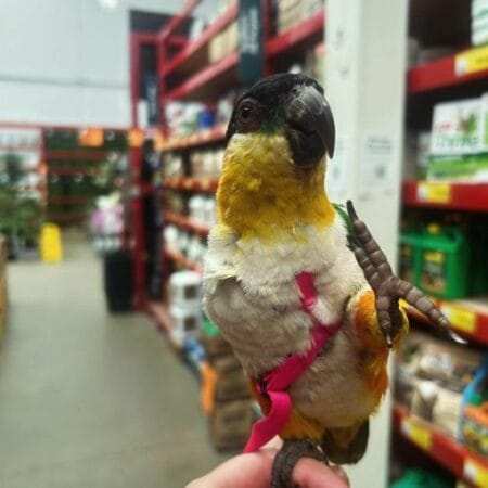 Black-headed Caique Parrot For Sale