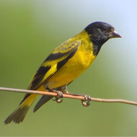 hooded siskin