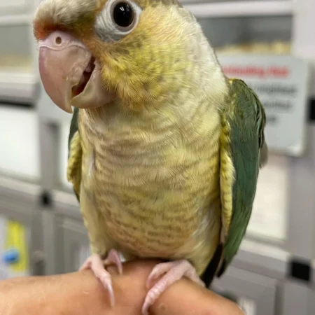 Pineapple Conure For Sale