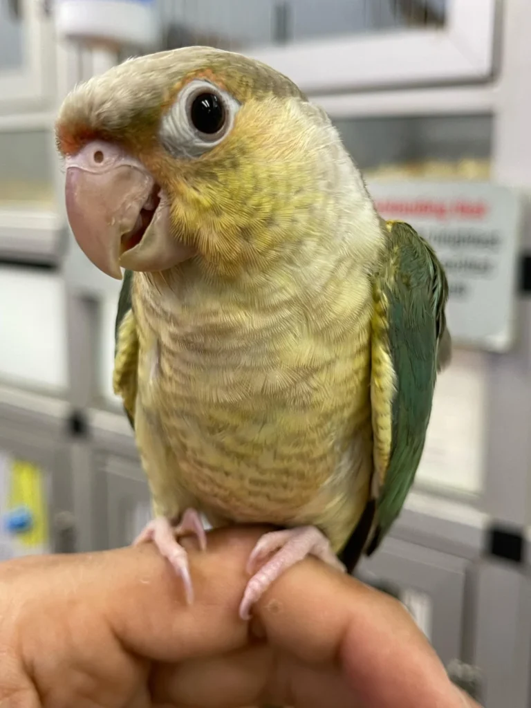 Pineapple Conure For Sale