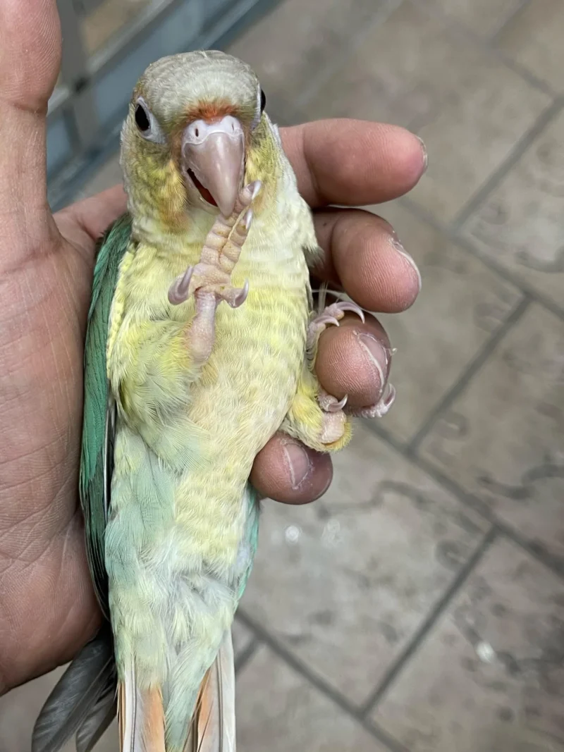 Pineapple Conure (Pineapple Turquoise Blue) - Image 3