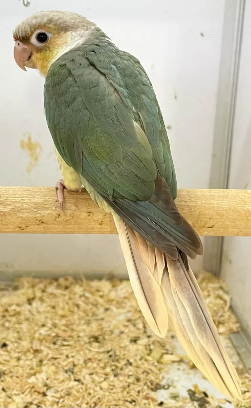 Pineapple Conure For Sale