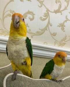 White Bellied Caique For Sale