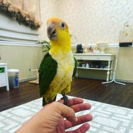 White Bellied Caique For Sale