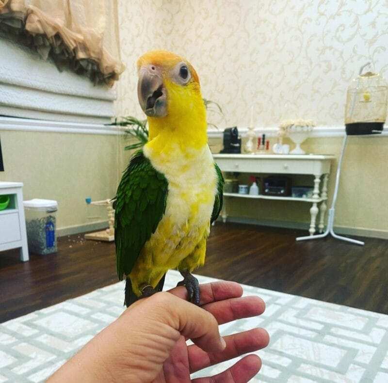 White Bellied Caique For Sale