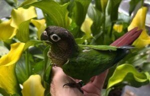 Caique Parrot For Sale