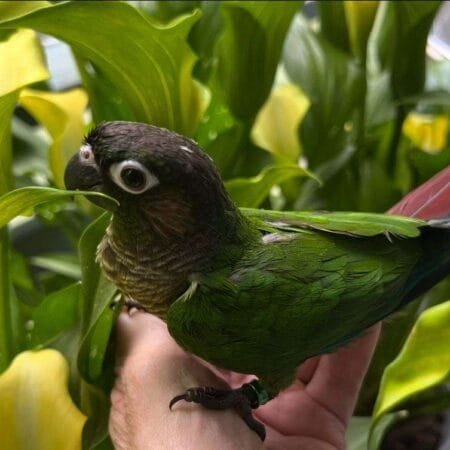 Caique Parrot For Sale