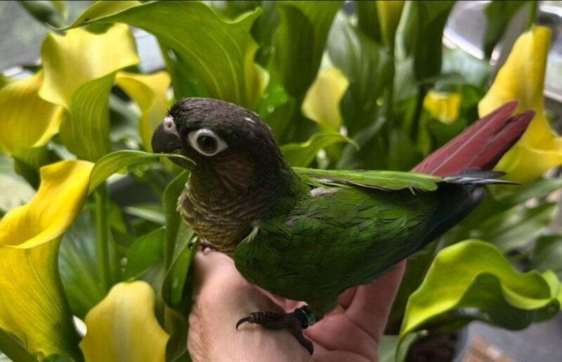 Caique Parrot For Sale