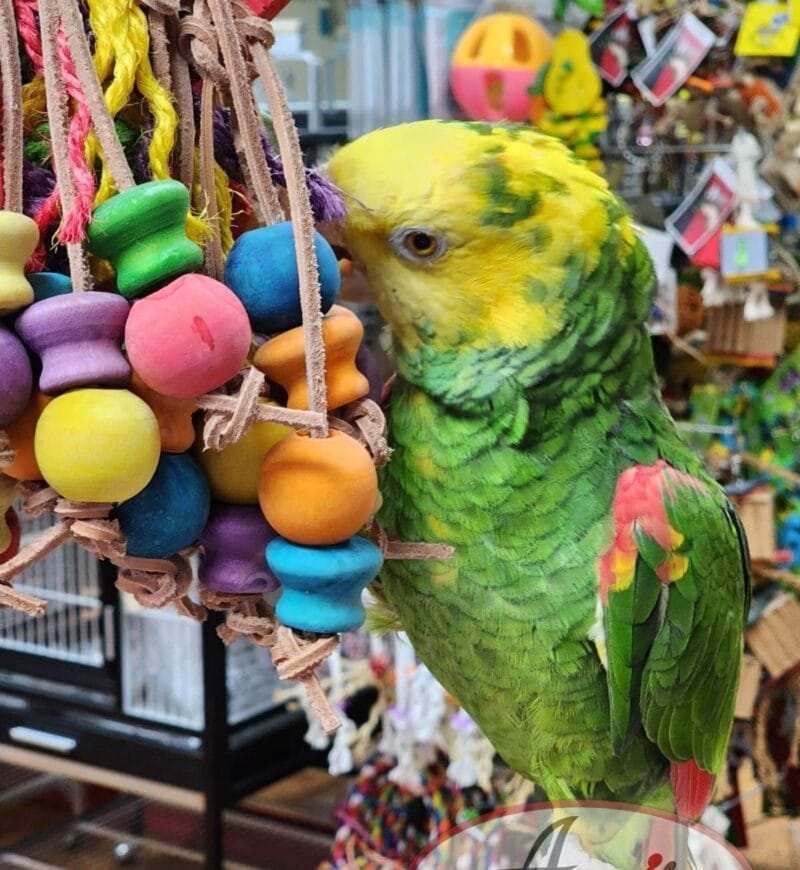 Amazon Parrots For Sale