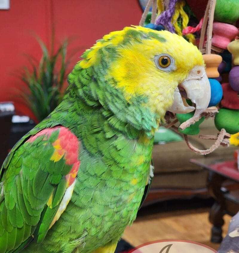 Amazon Parrots For Sale