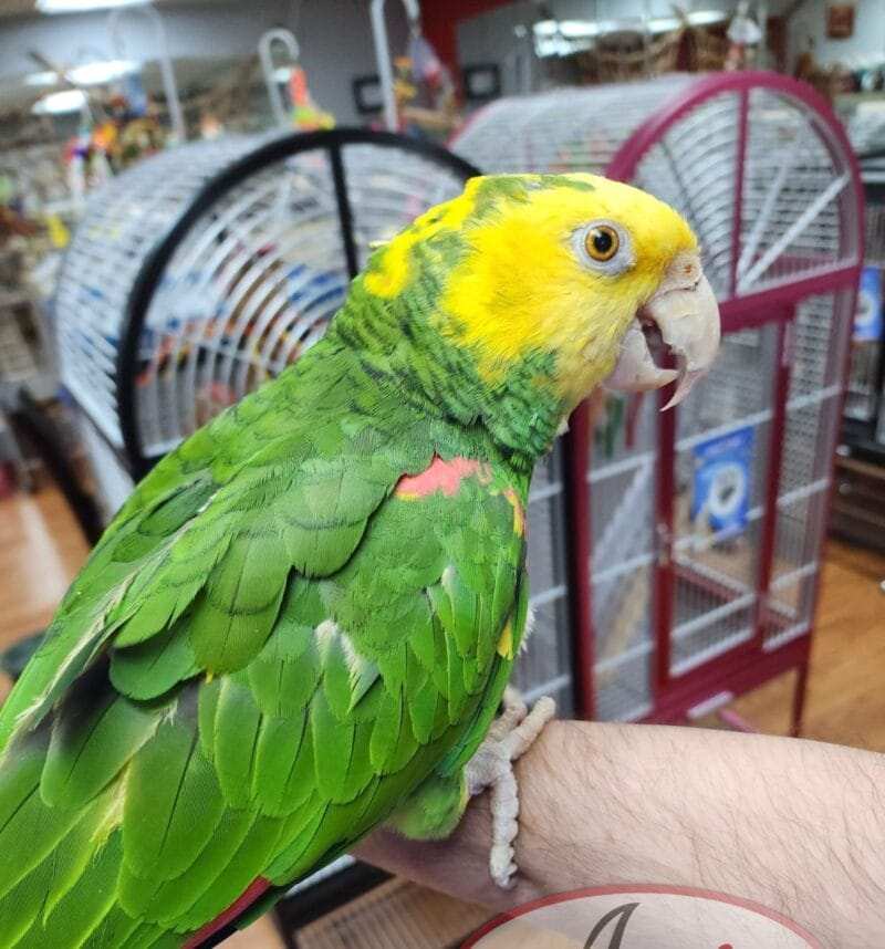 Amazon Parrots For Sale