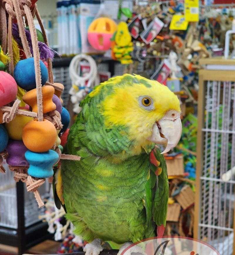 Amazon Parrots For Sale