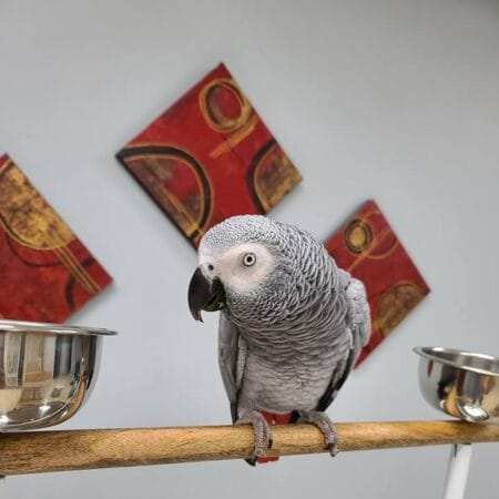 african gray parrot for sale