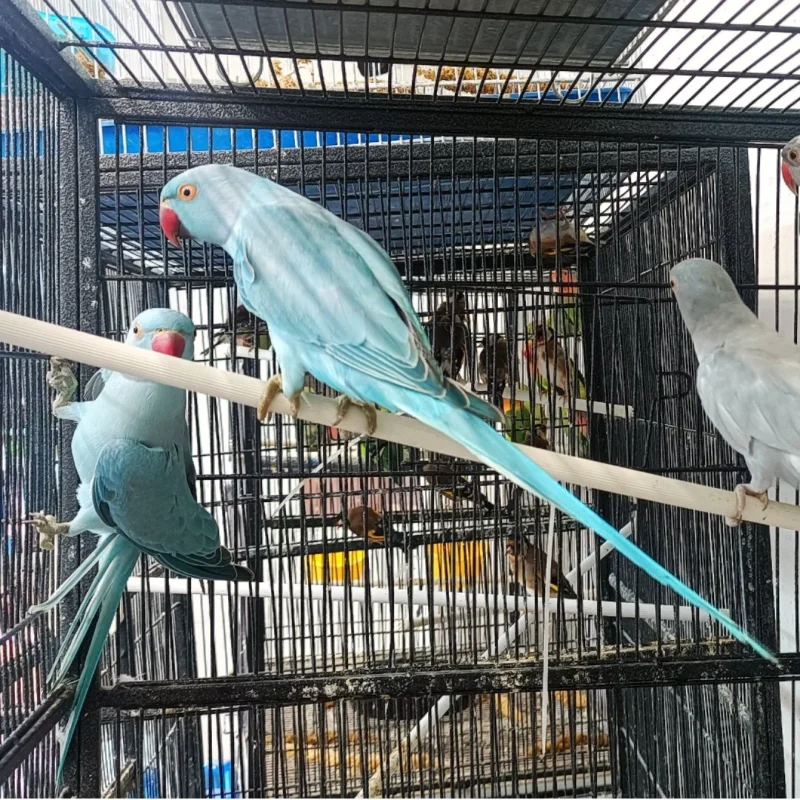 Indian Ringneck For Sale Near Me