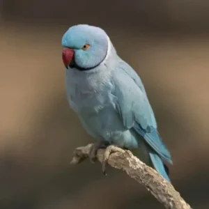 Indian Ringneck For Sale Near Me