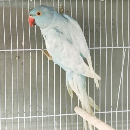 Indian Ringnecks For Sale