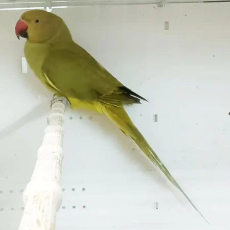 African Ringneck For Sale