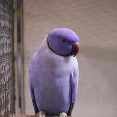 Indian Ringneck For Sale Florida, Violet Indian Ringneck