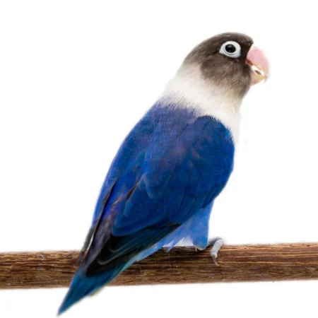 Lovebird For Sale Near Me, blue masked lovebird