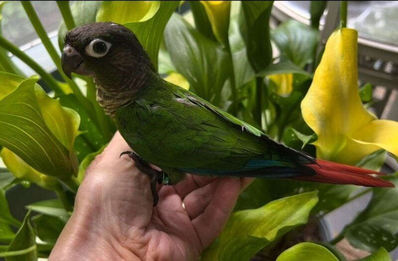 Caique Parrot For Sale