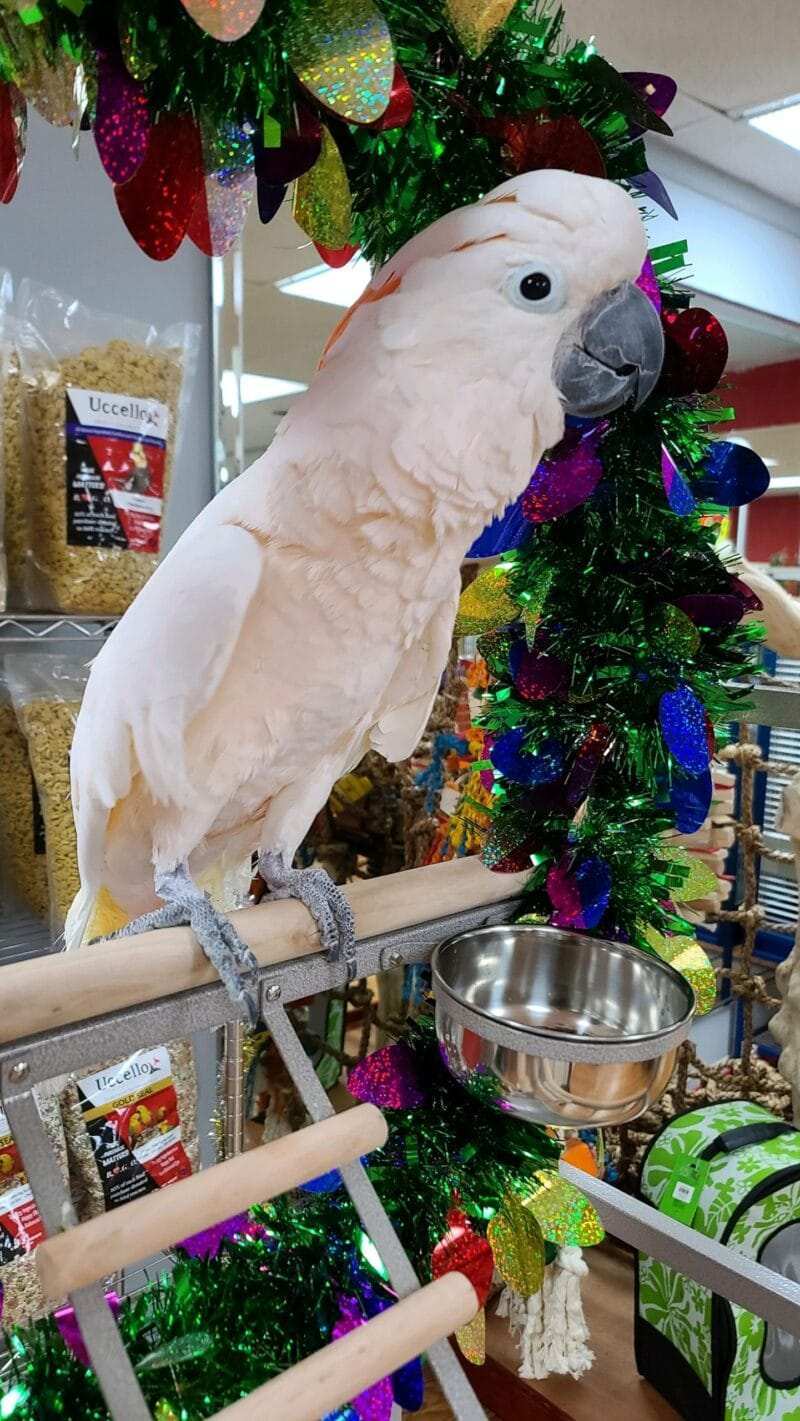 Moluccan Cockatoo for Sale