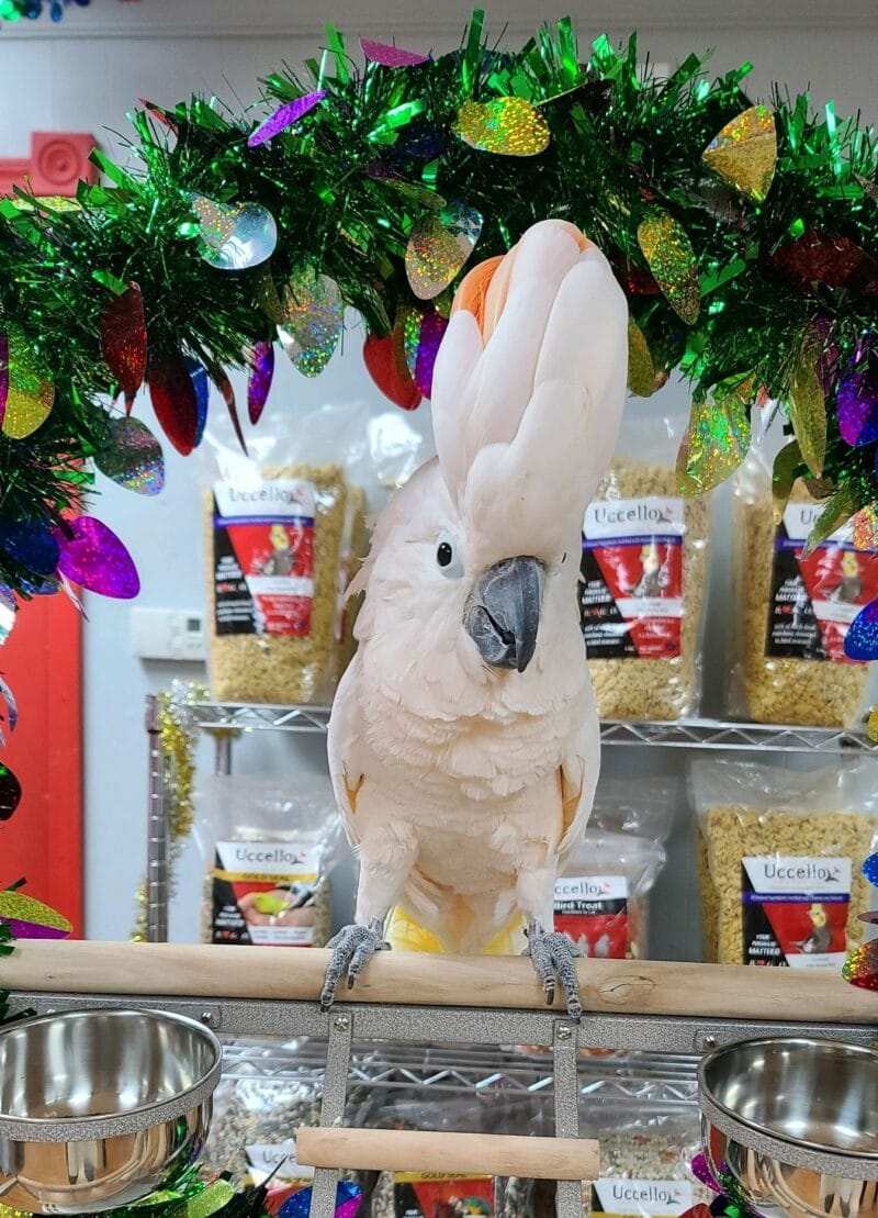 Moluccan Cockatoo for Sale