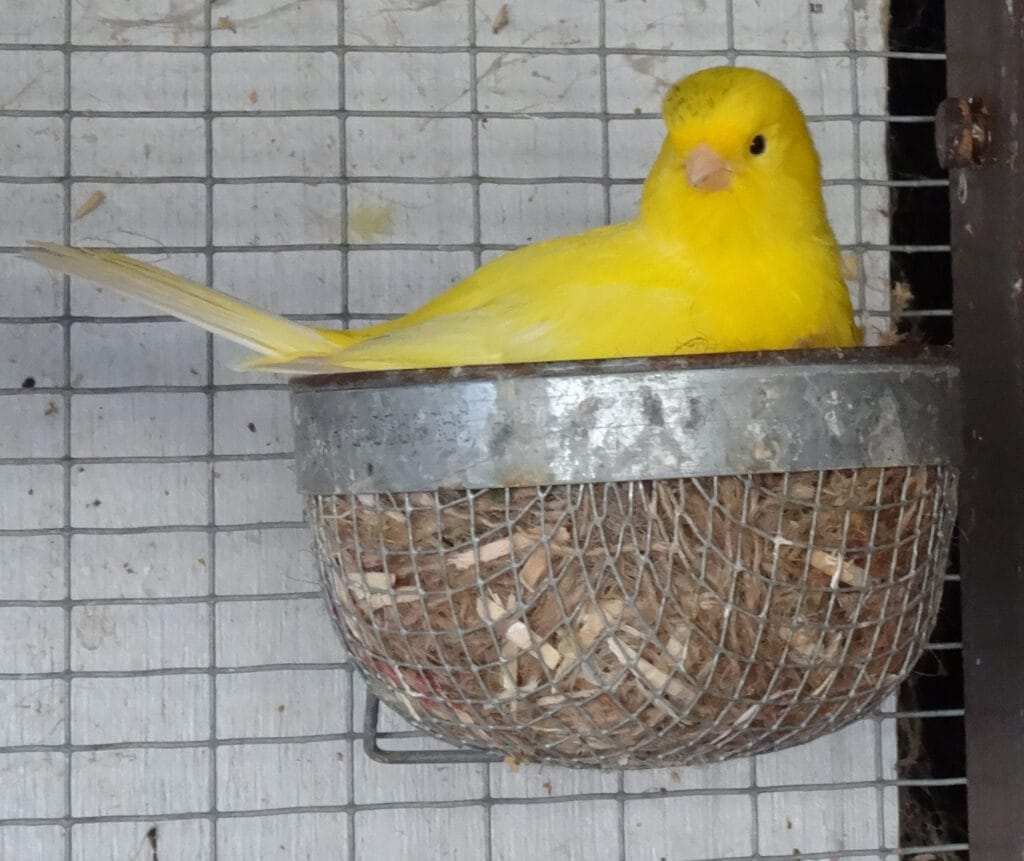 Border Canary For Sale