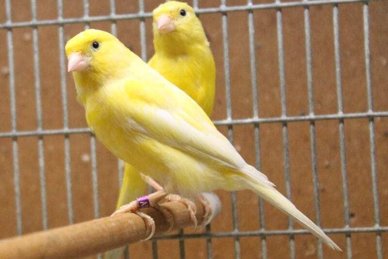 Russian Canary Bird for Sale