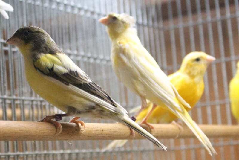 Russian Canary Bird for Sale