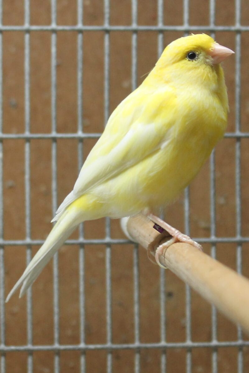 Russian Canary Bird for Sale