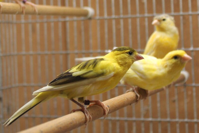 Russian Canary Bird for Sale