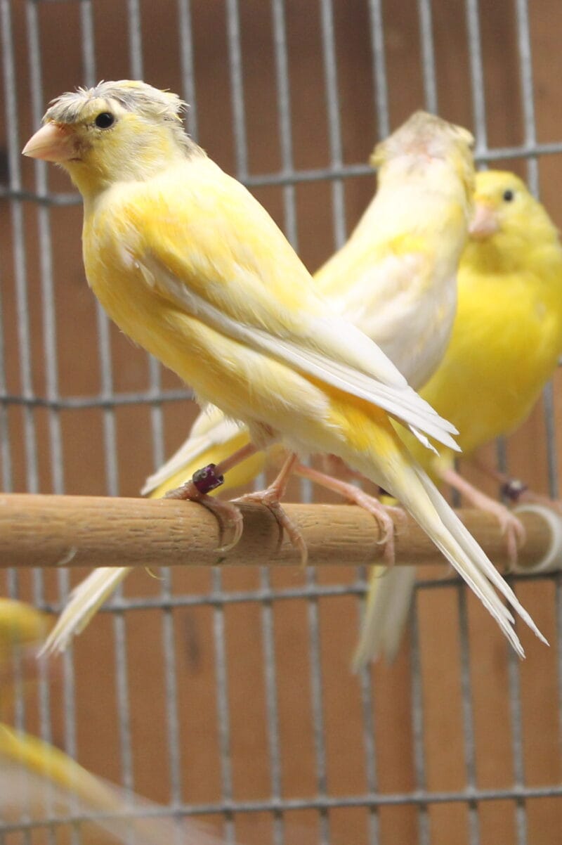 Russian Canary Bird for Sale