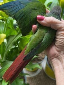 Caique Parrot For Sale