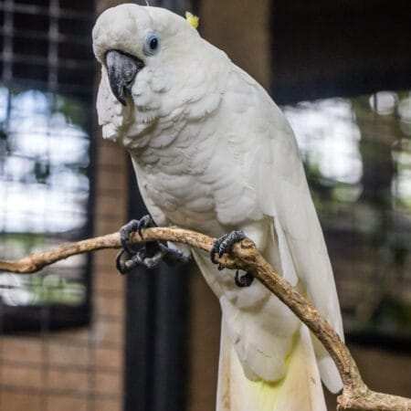 Baby Cockatoos for Sale