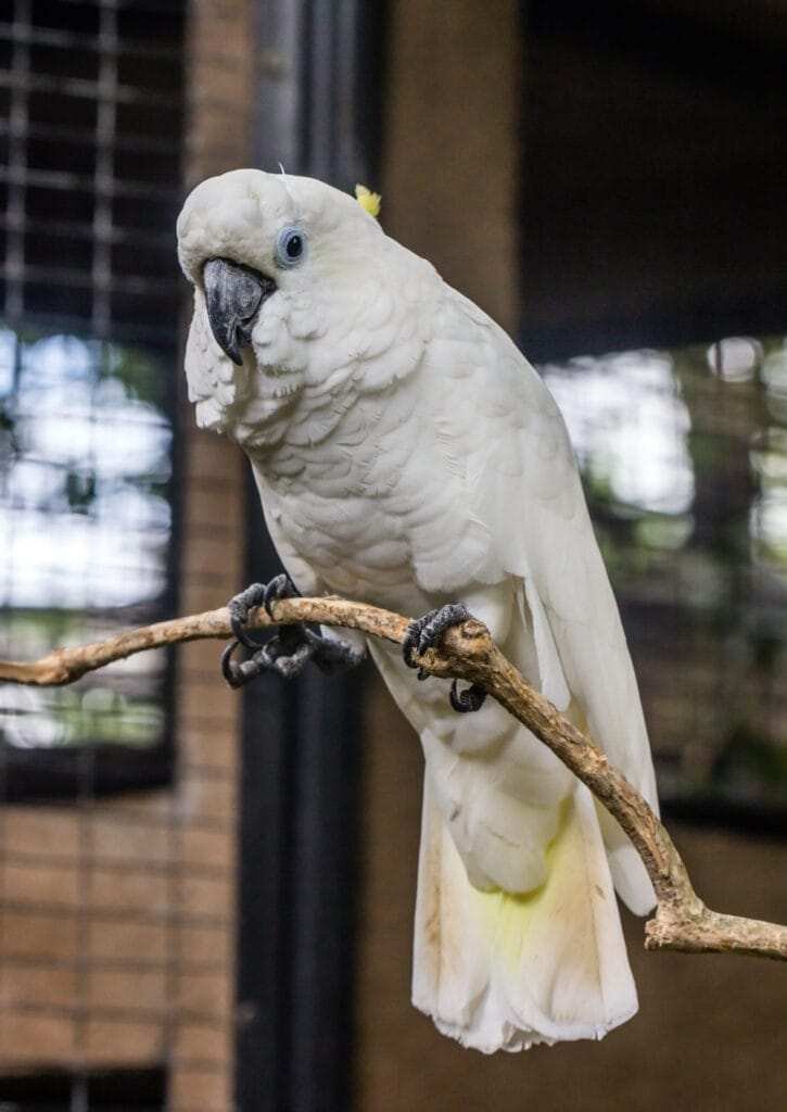 Baby Cockatoos for Sale