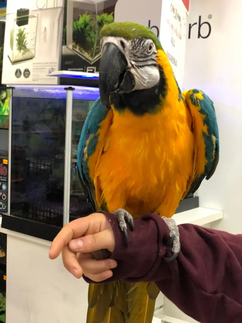 blue and gold macaw for sale