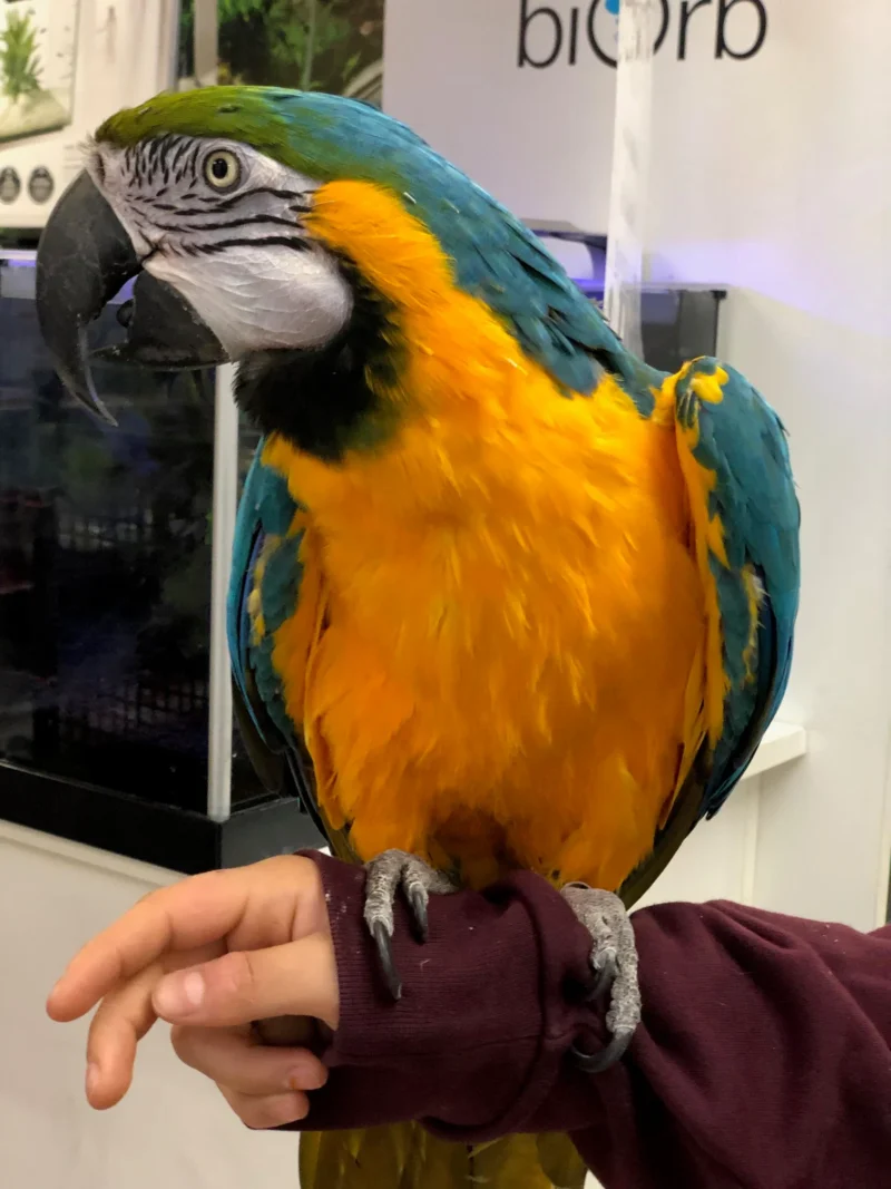 blue and gold macaw for sale