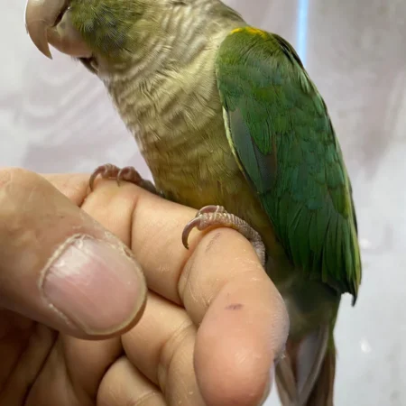 Blue Conure For Sale