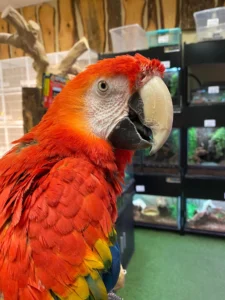 Exotic Birds For Sale