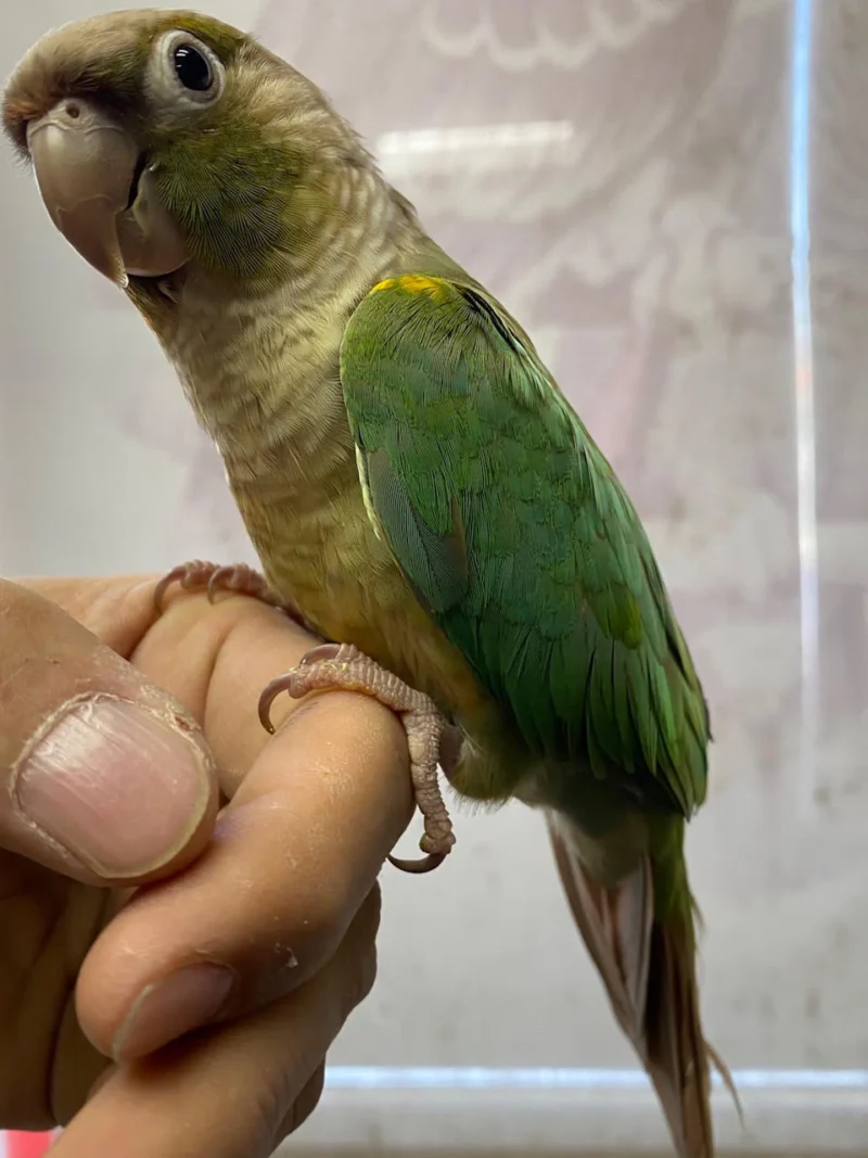 Blue Conure For Sale