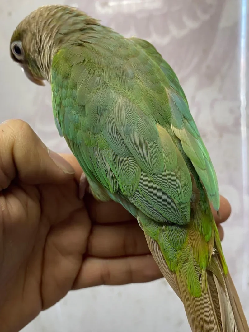 Blue Conure For Sale