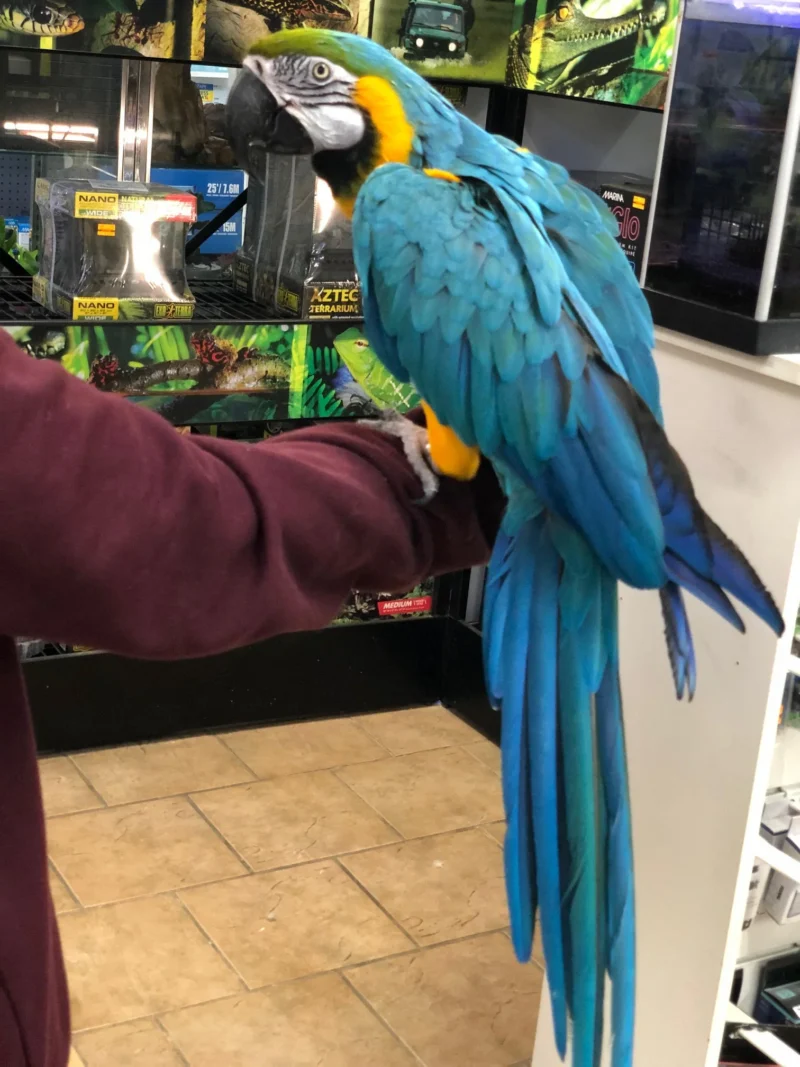 blue and gold macaw for sale