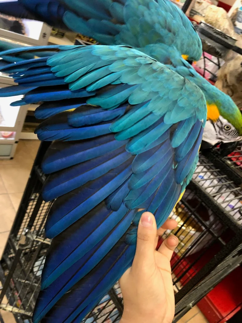 blue and gold macaw for sale