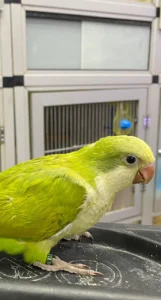 Caique Parrot For Sale