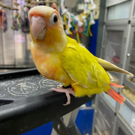 Sun Conures For Sale