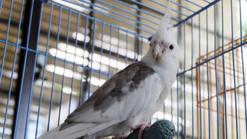 cockatiels for sale near me