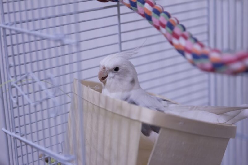 cockatiels for sale near me