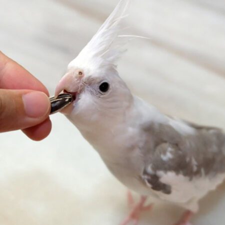 cockatiels for sale near me