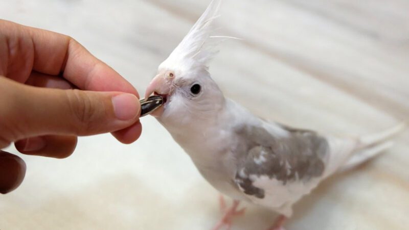 cockatiels for sale near me