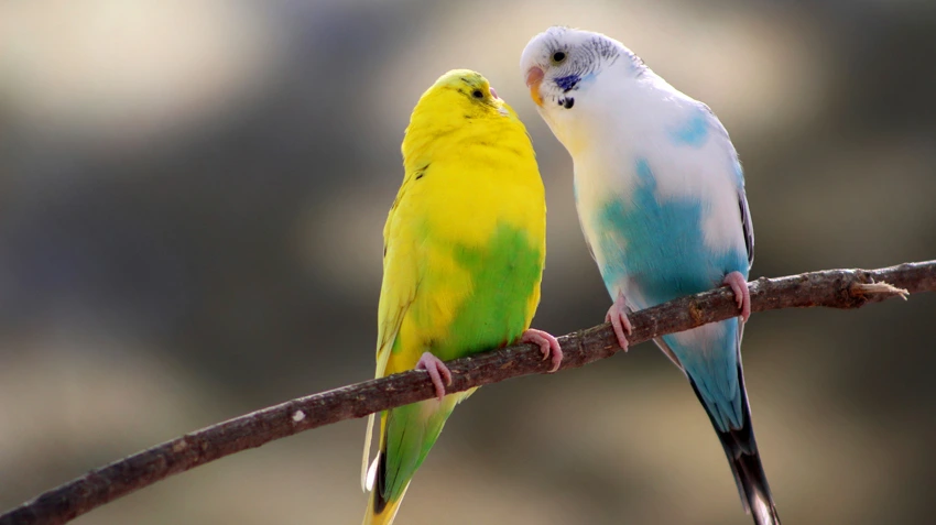 Canaries for Sale